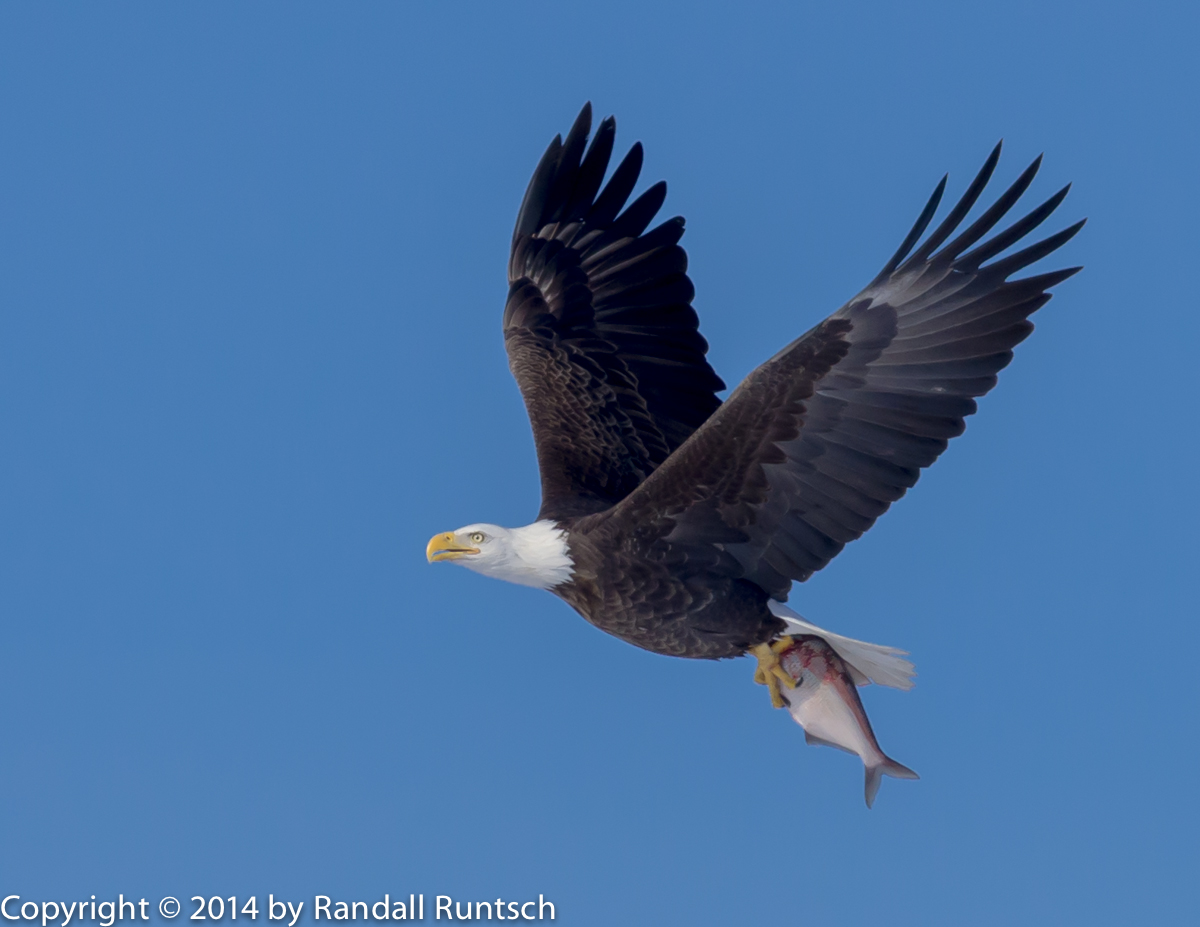 Repost: Bald Eagle with Fish