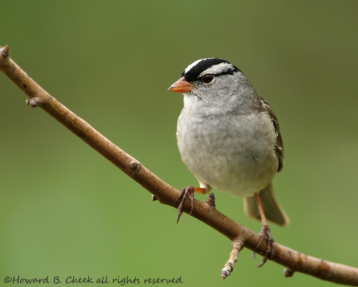 White-crowned Sparrow