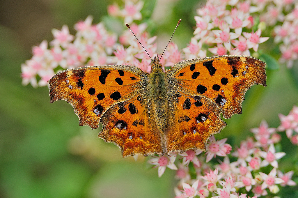 Comma