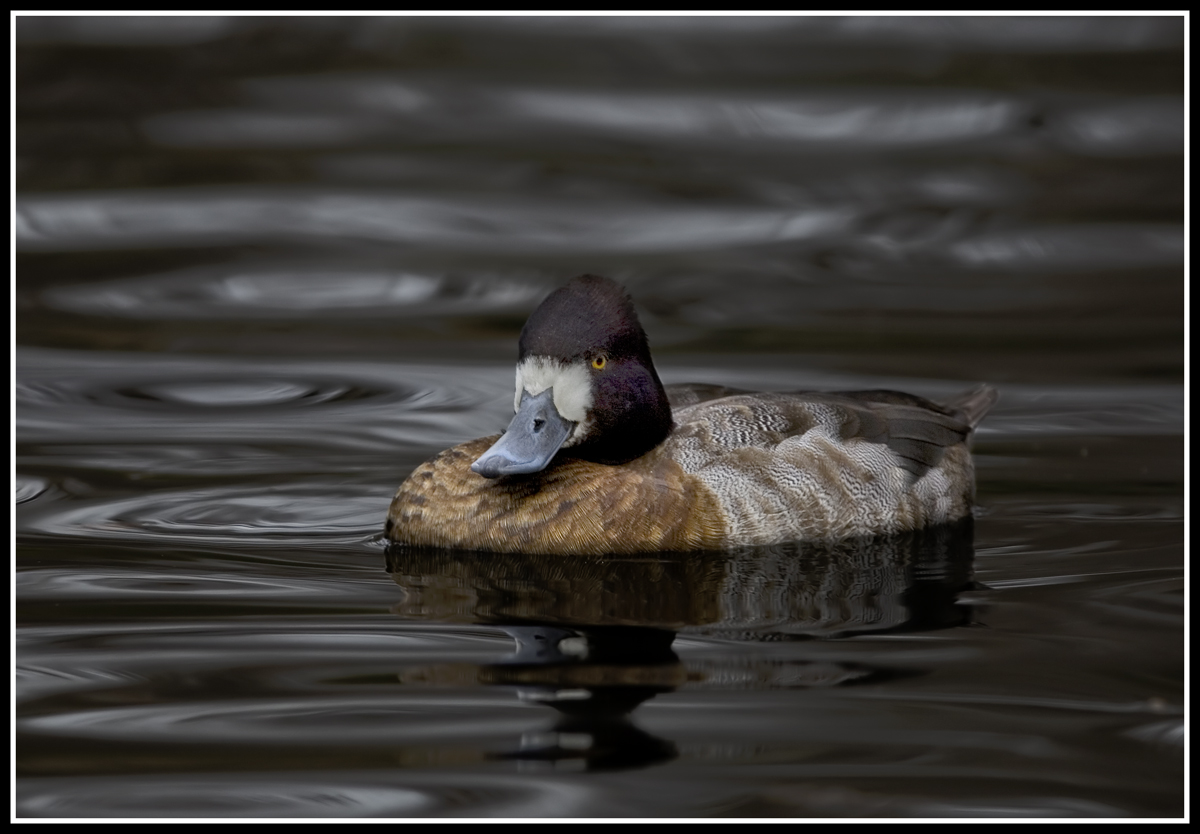 Lesser Scaup Hen