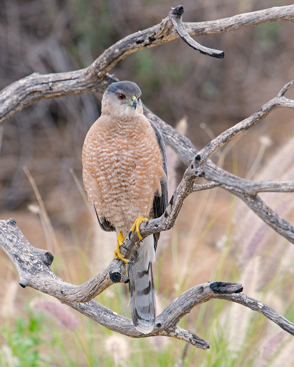 Cooper's Hawk