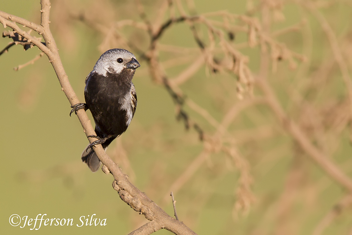 Black-bellied Seedeater