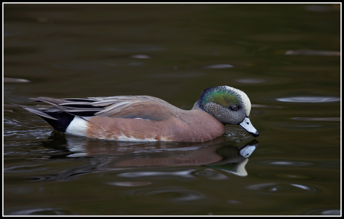 American Widgeon