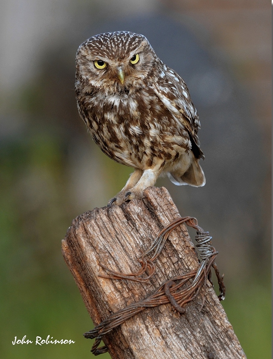 Little owl