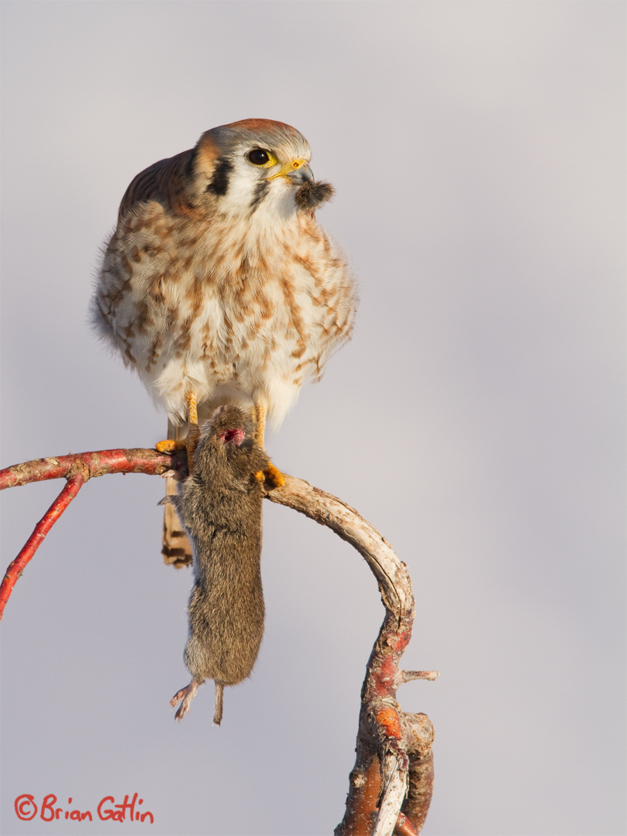 Kestrel with Vole