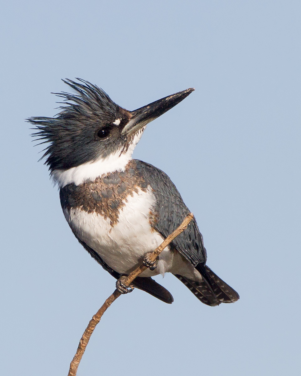 Kingfisher