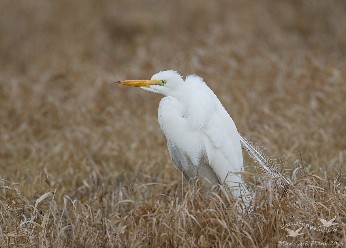 Great Egret