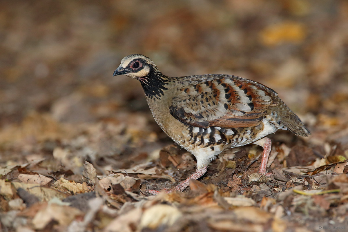 Bar-backed Partridge