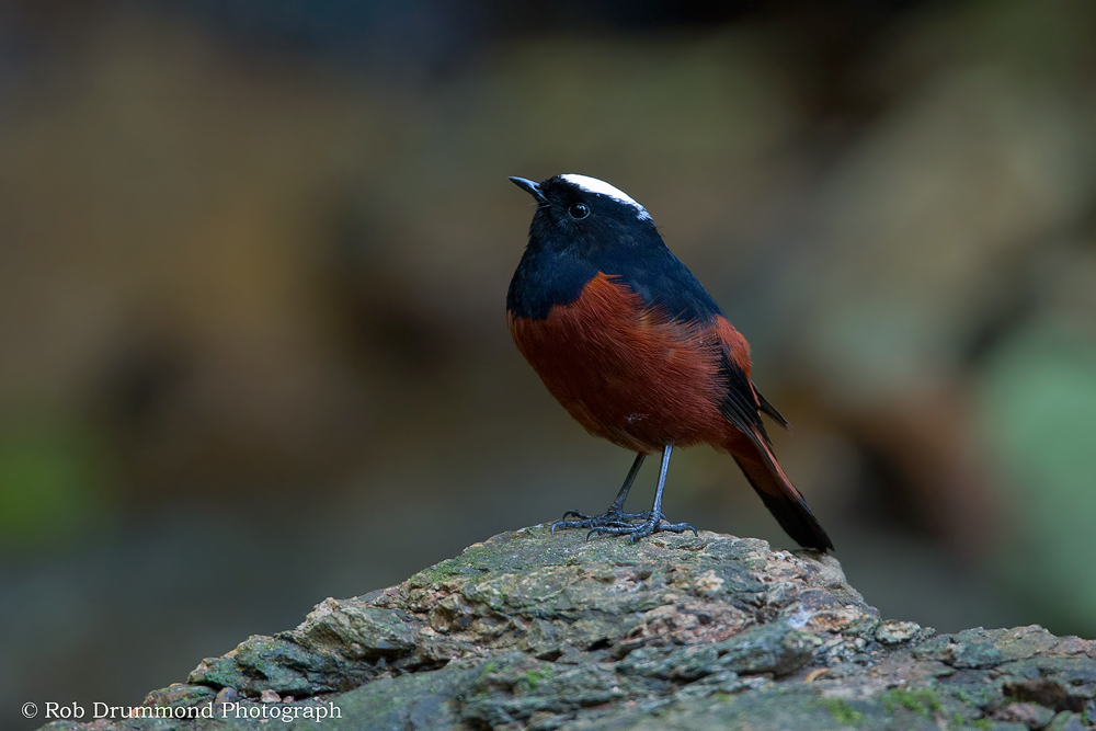 Water Redstart