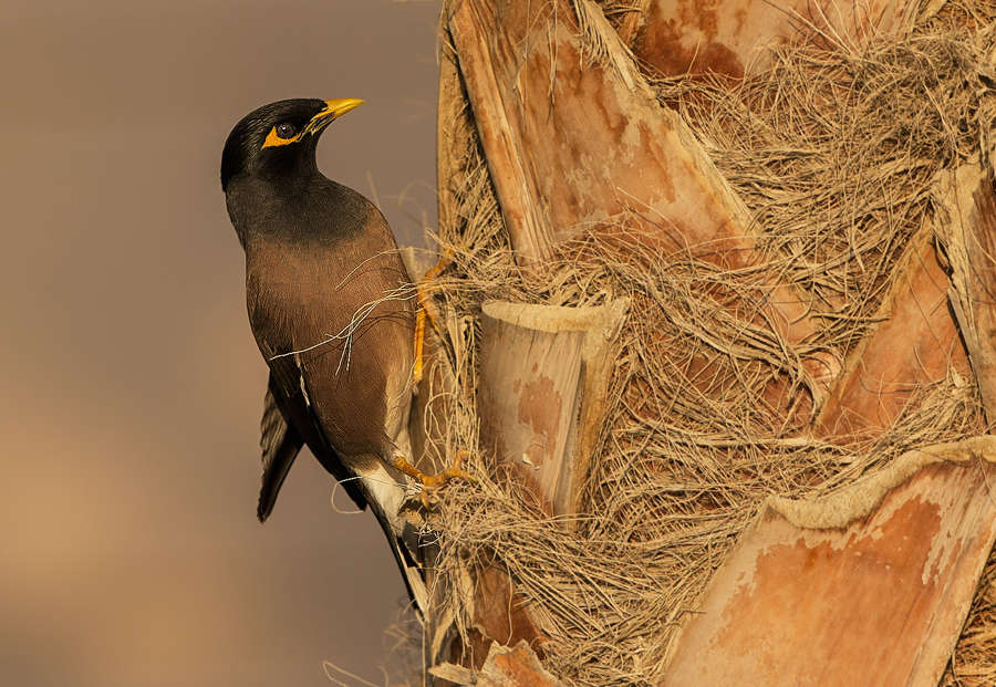 Myna