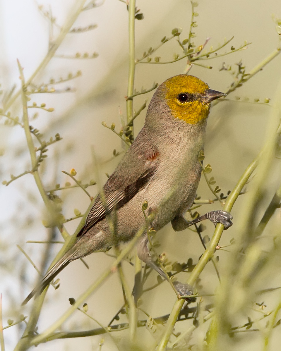 Verdin