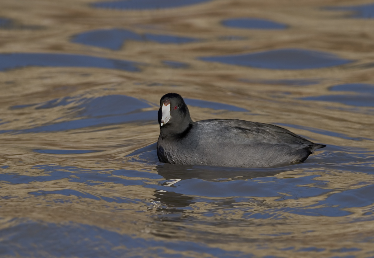 Texas Coot