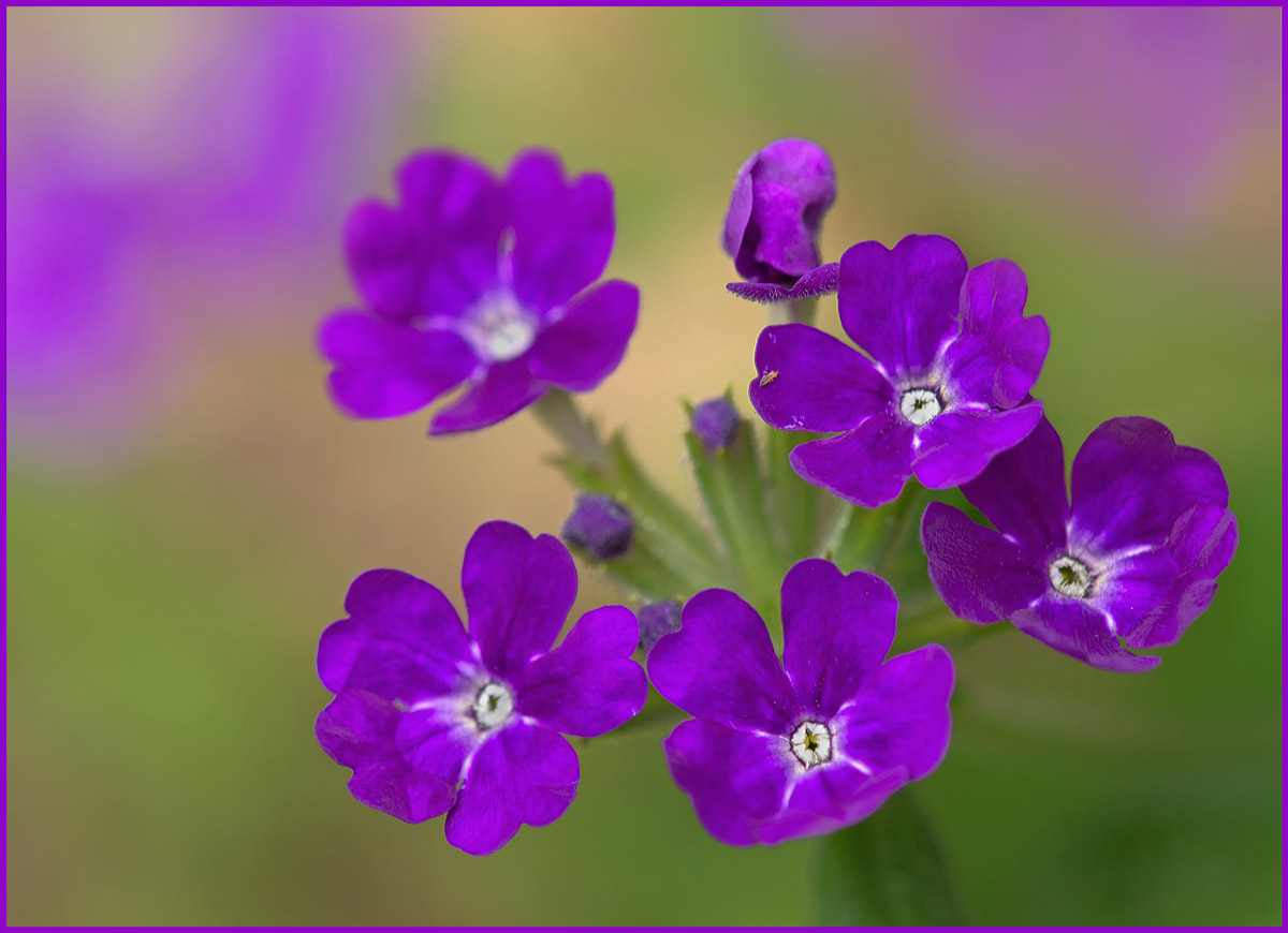 Verbena