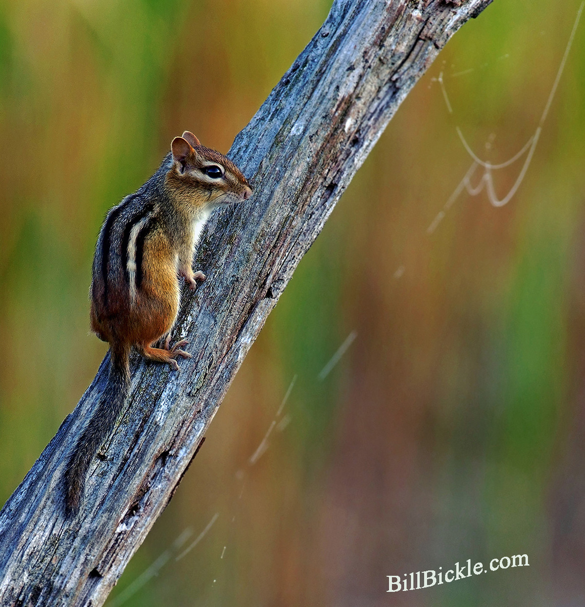 Spider Web and Chipmunk