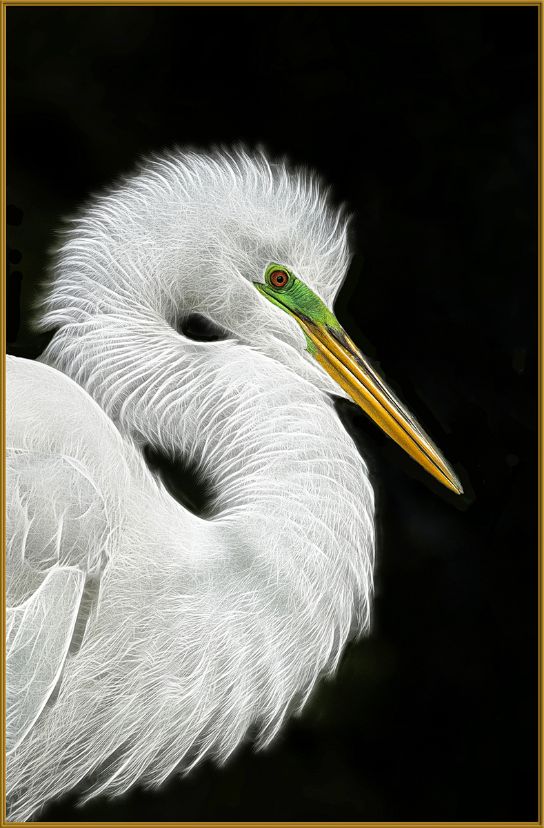 Great Egret