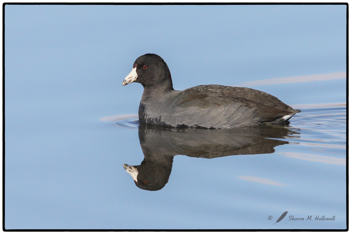 Bosque Coot