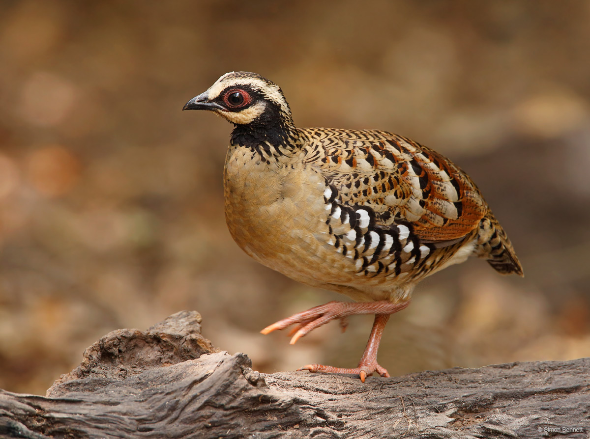 Bar-backed Partridge II
