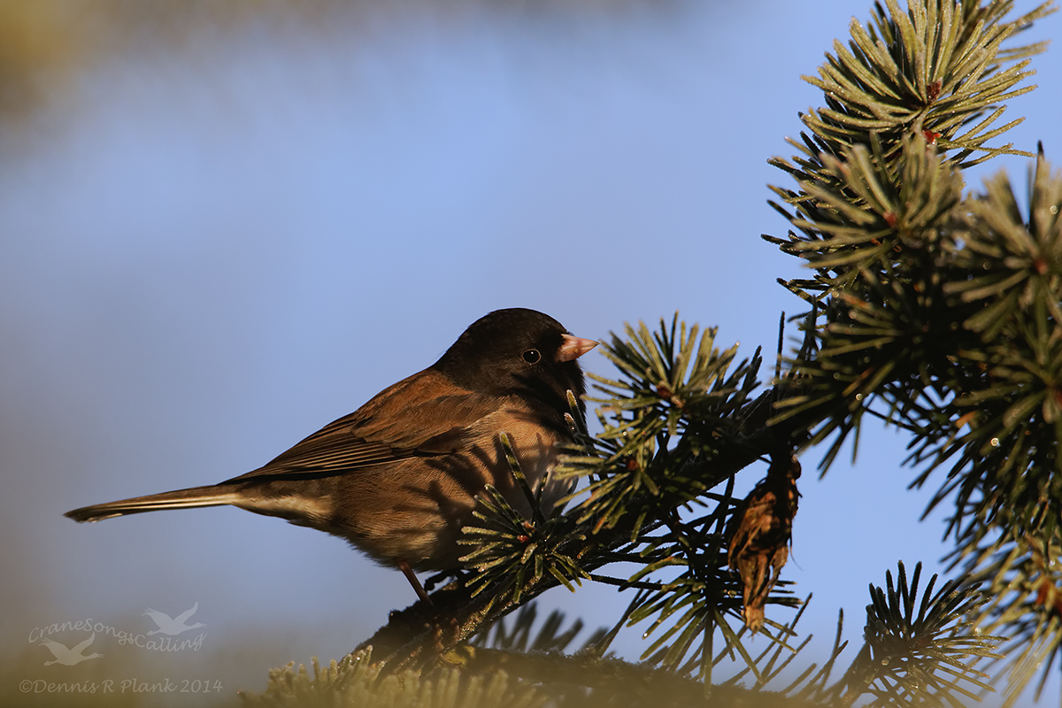 Dark-eyed Junco