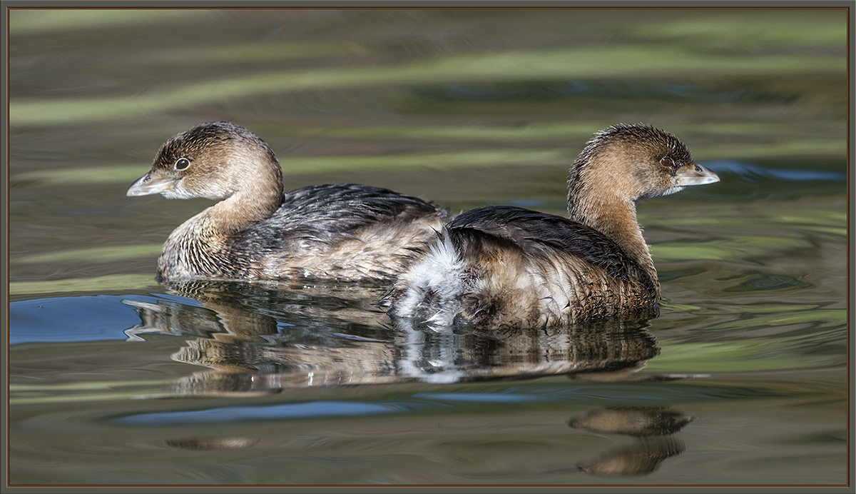 Fore and Aft
