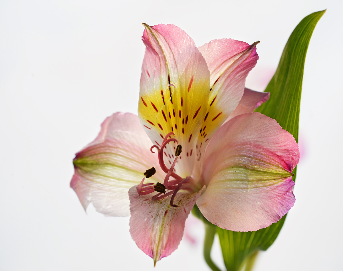 High Key  lily