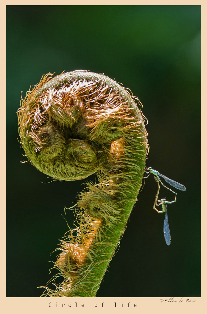 Circles of life