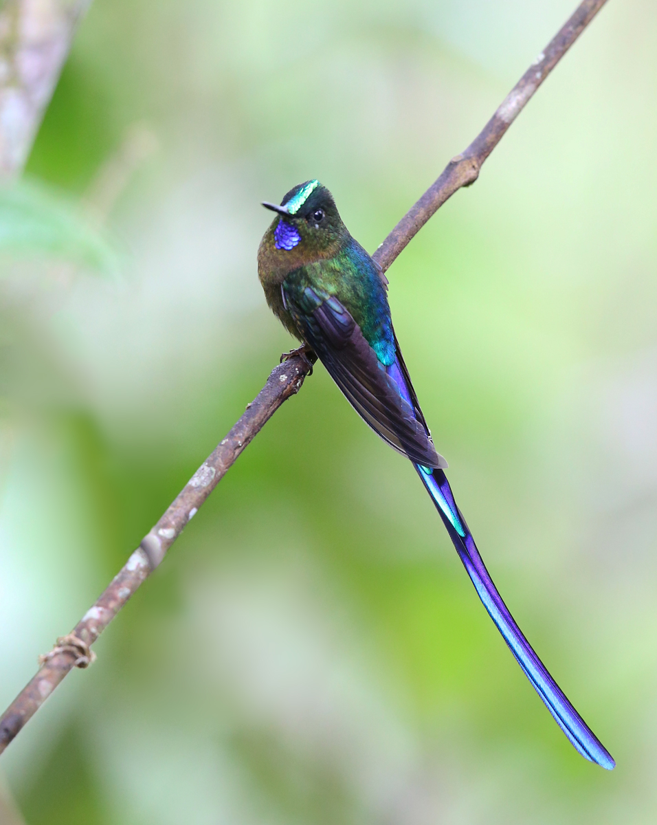 Violet-tailed Sylph