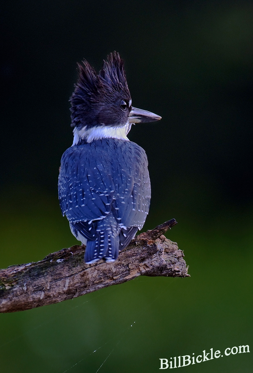 Early Morning Kingfisher