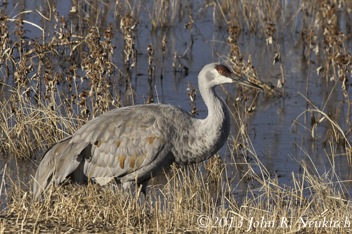 Sandhill profile