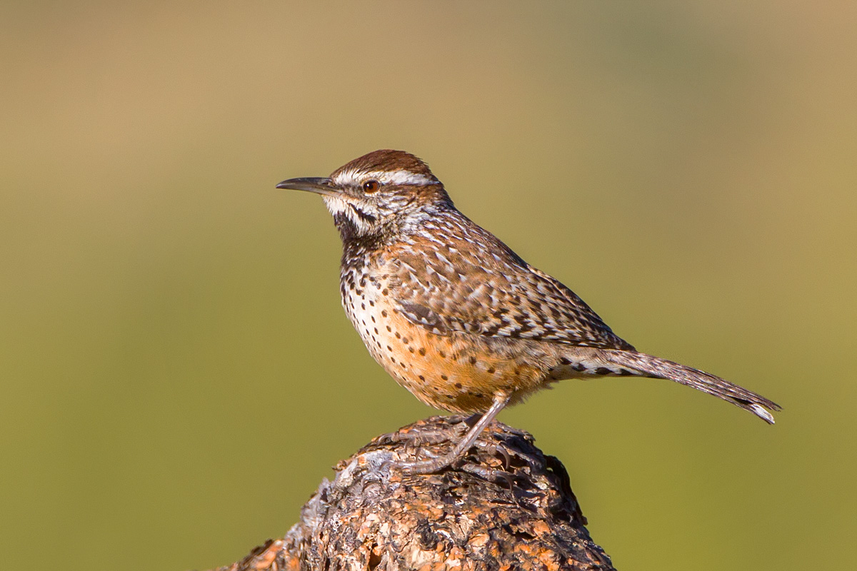 Cactus Wren