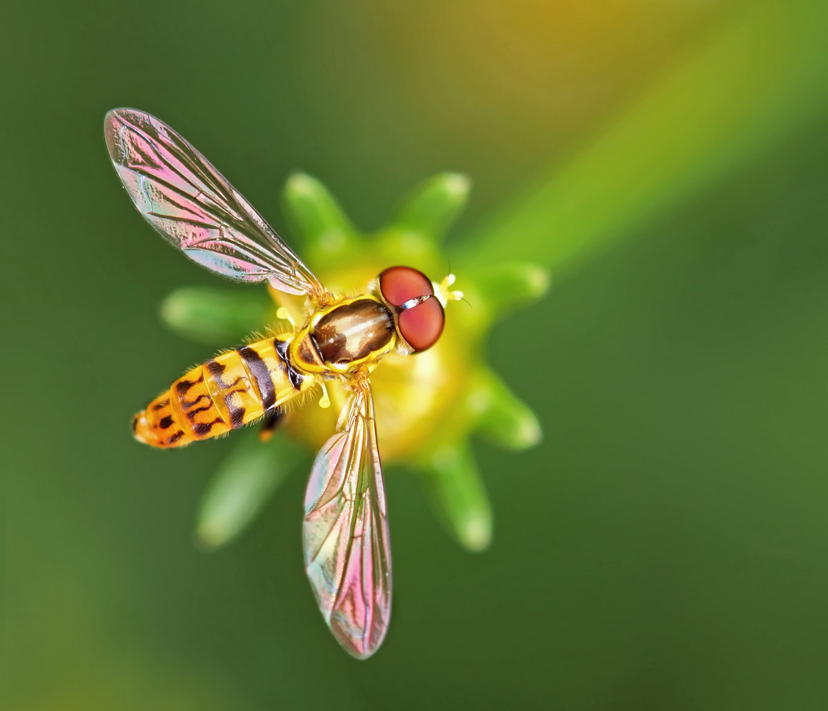 Hover fly 