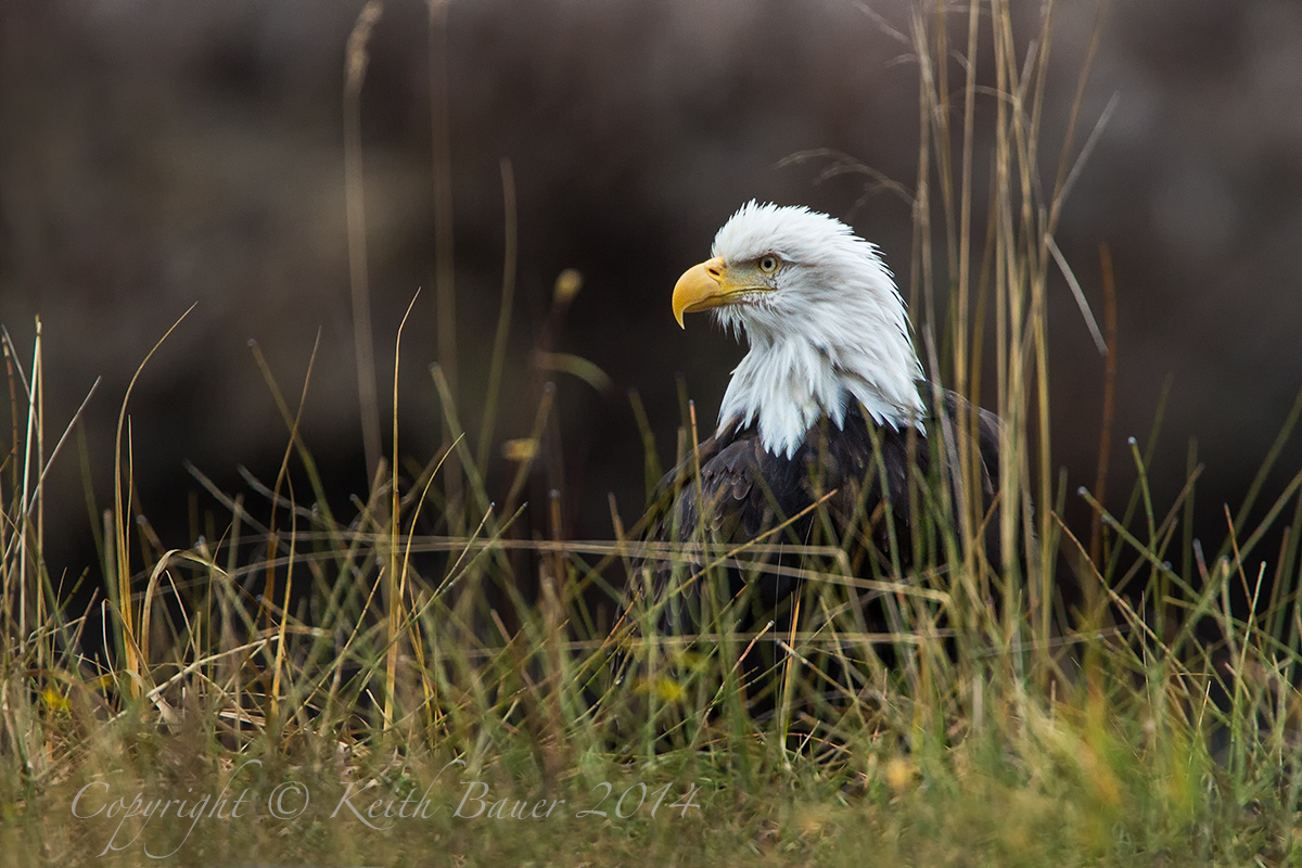 Another Eagle