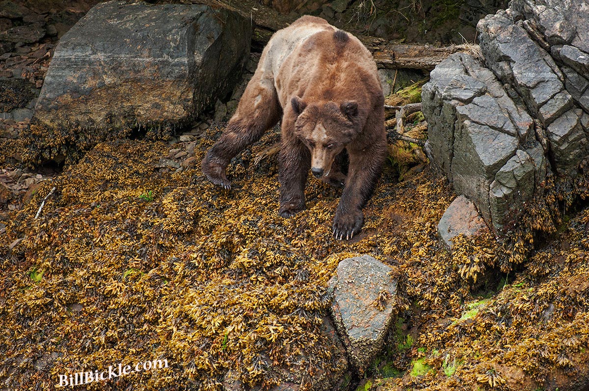 Veteran Grizzly in Khutz