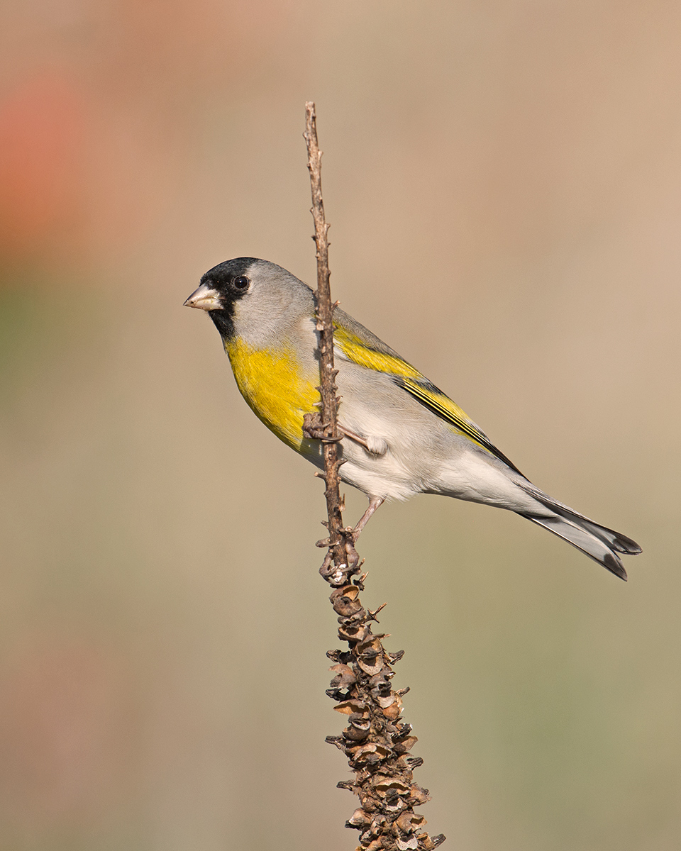 Lawrence's Goldfinch