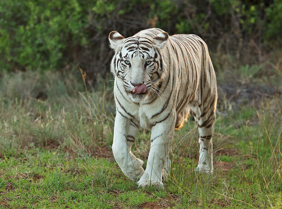 White Tiger