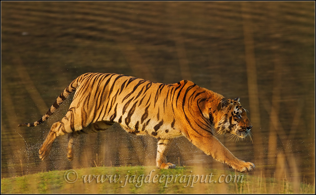 Tiger on the move