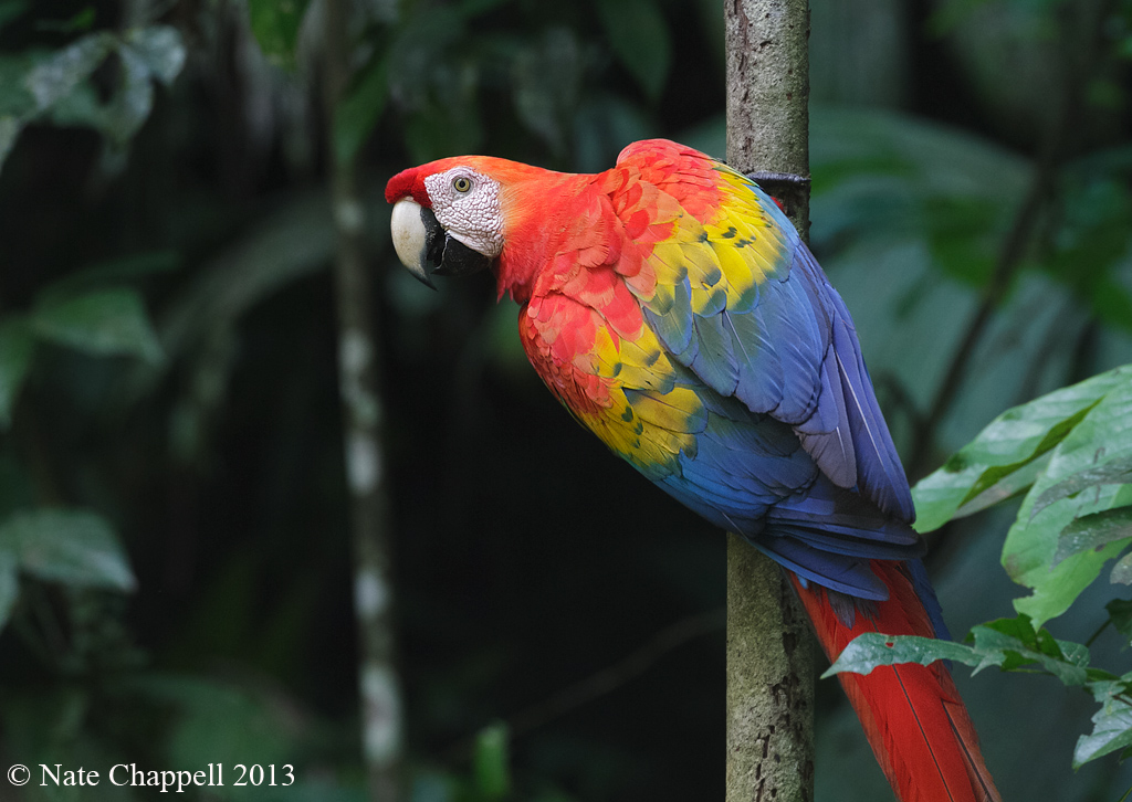 Scarlet Macaw