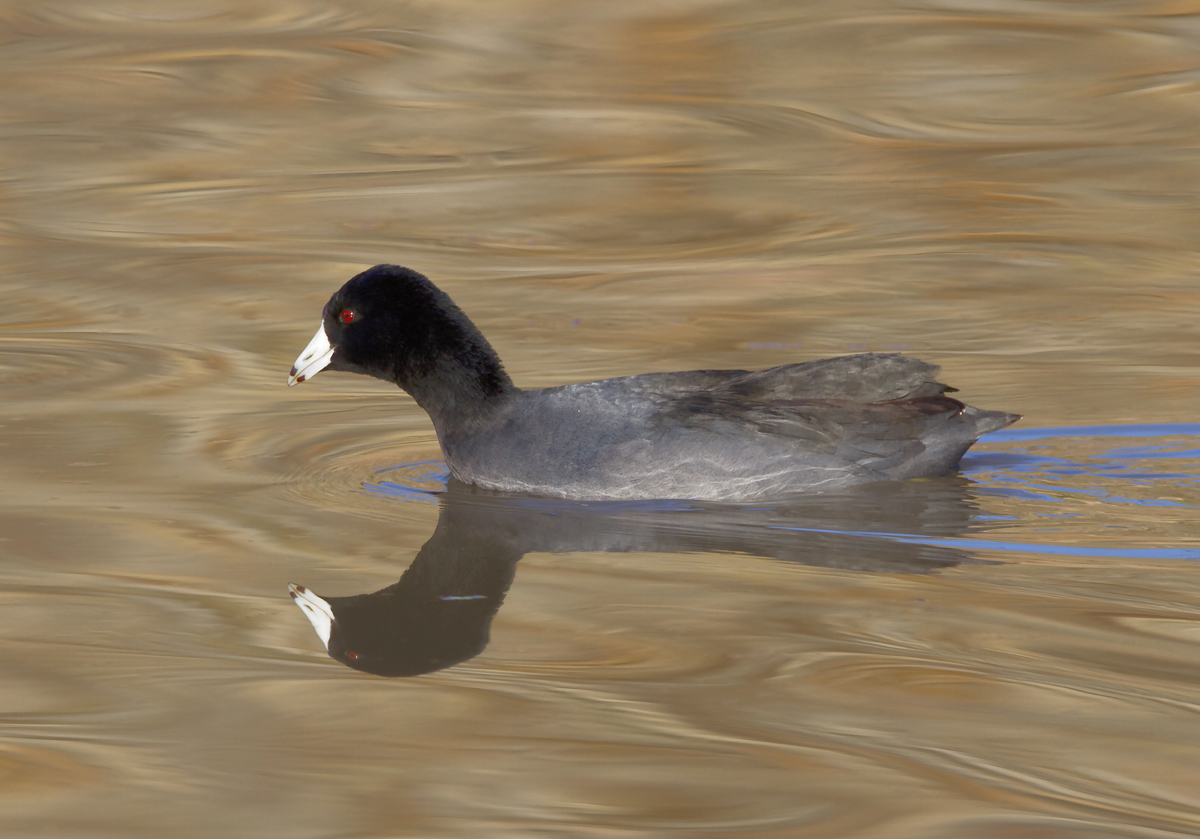 Texas Coot 2