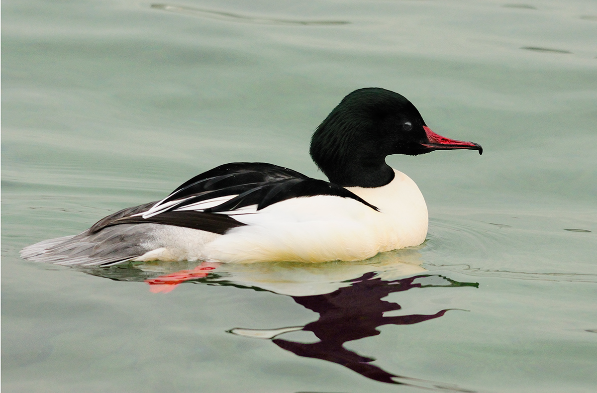 Male Goosander
