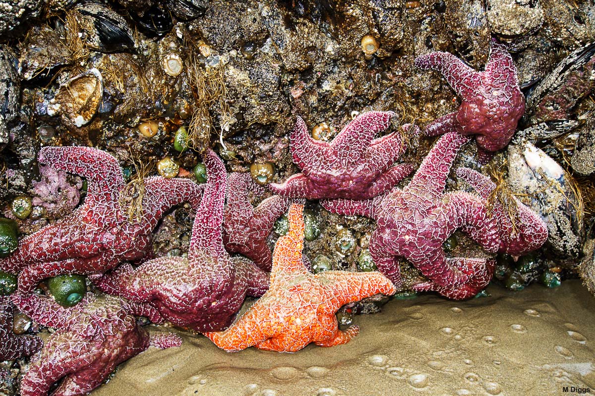 Starfish Profusion