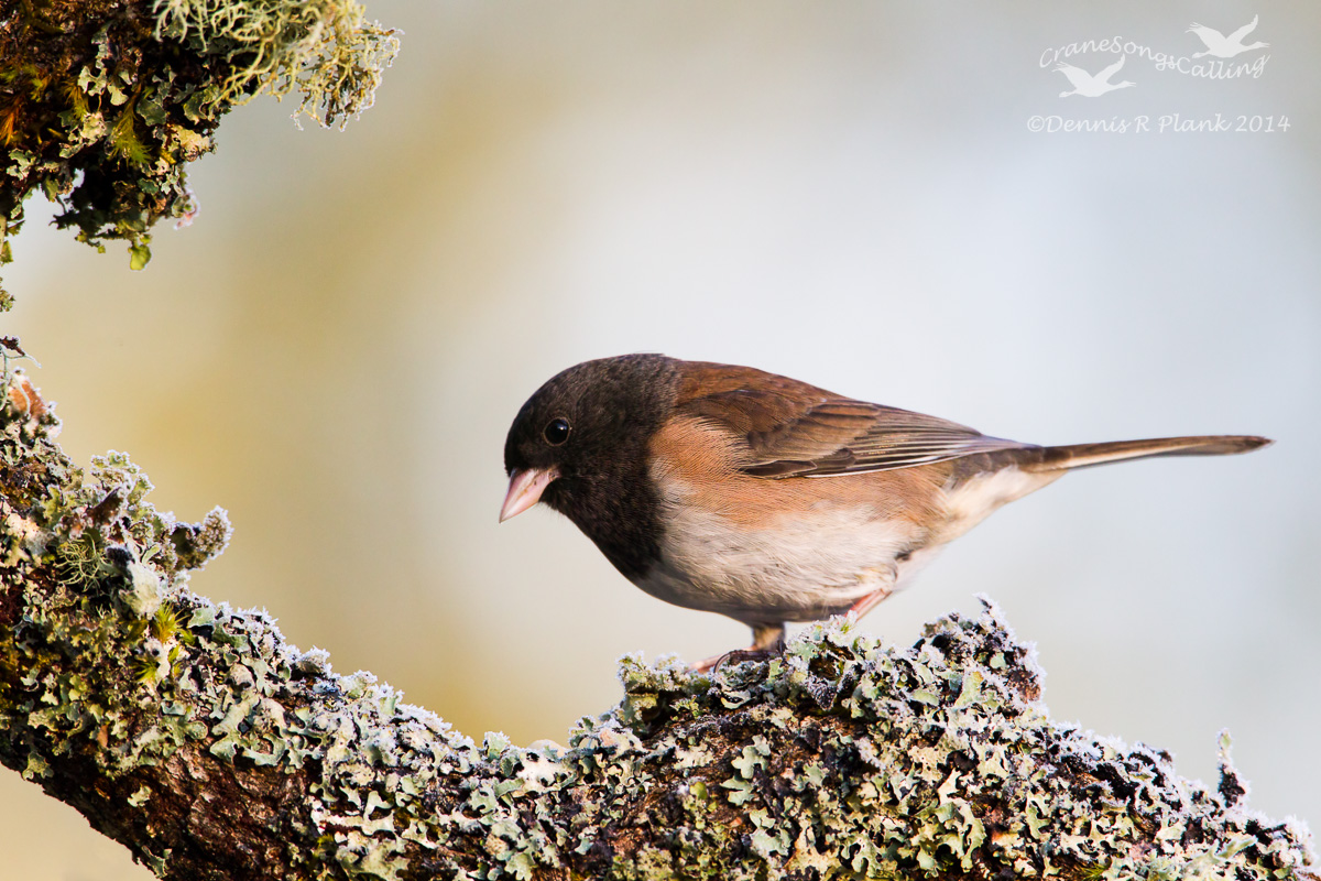 Dark-eyed Junco
