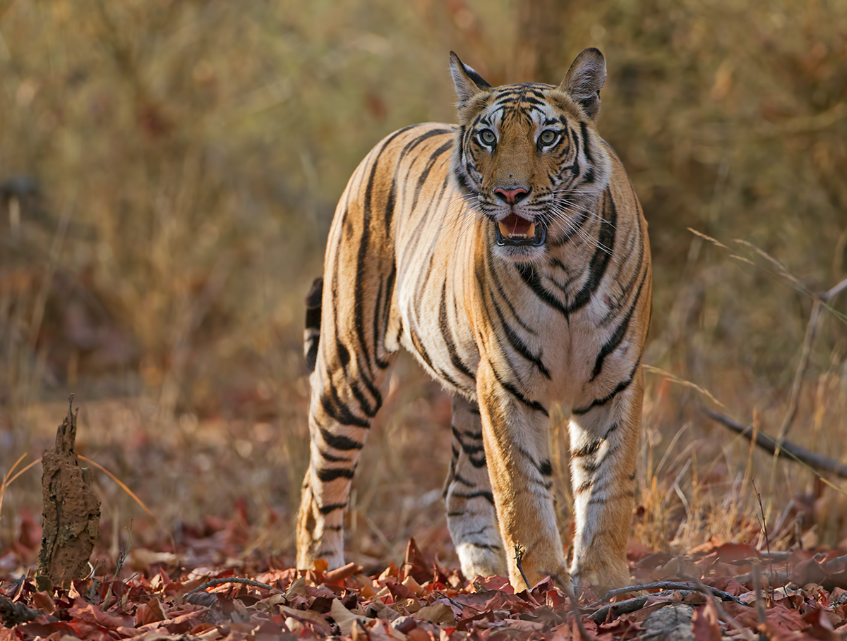  "Wild" Tiger