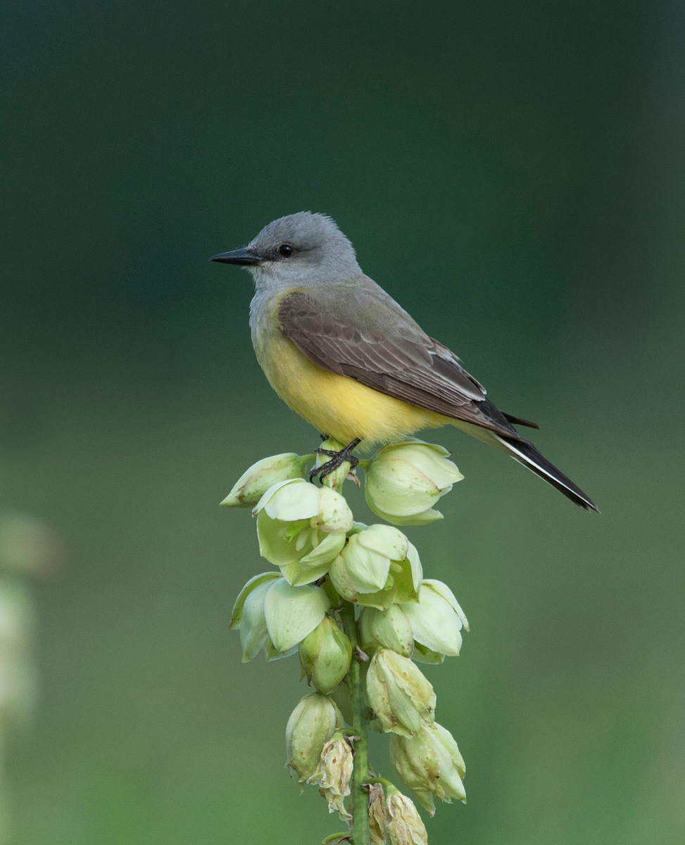 Western kingbird