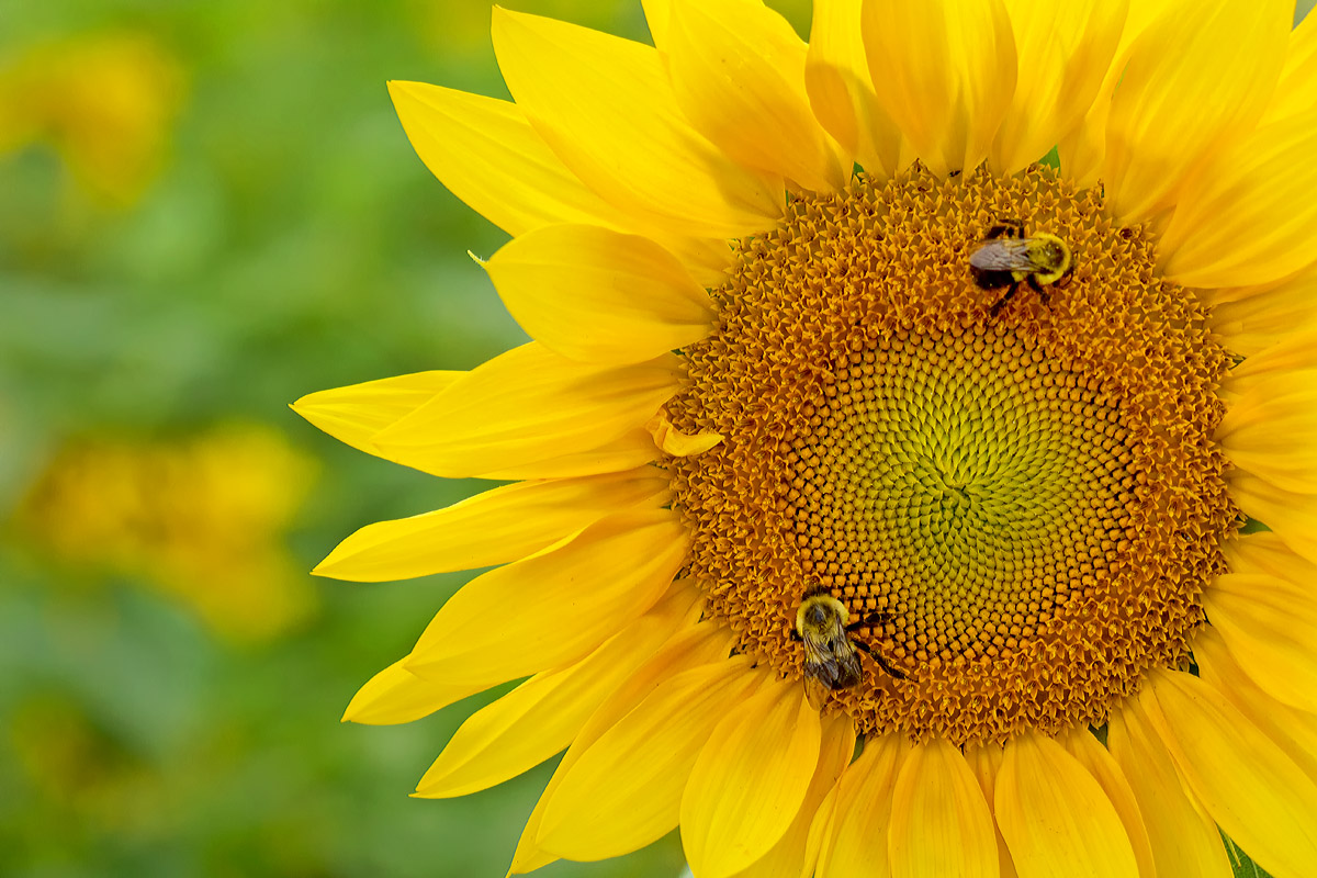 Sunny image