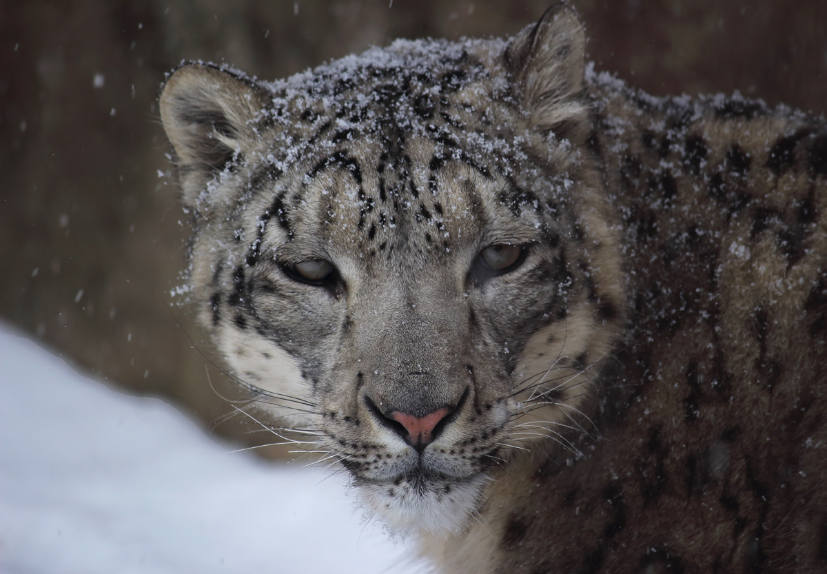 snow leopard