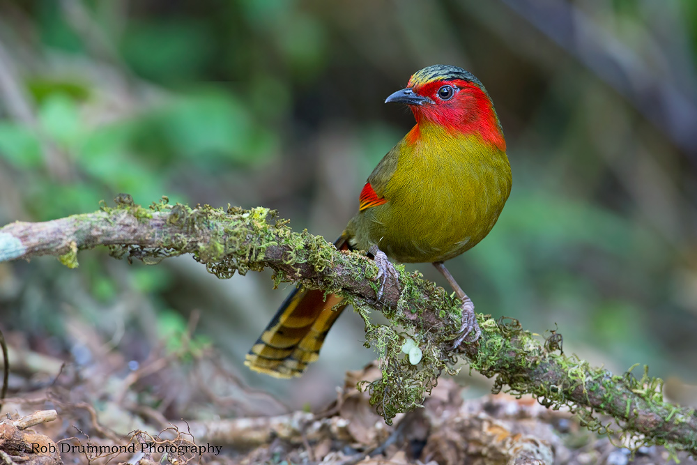 Scarlet-faced Liocichla