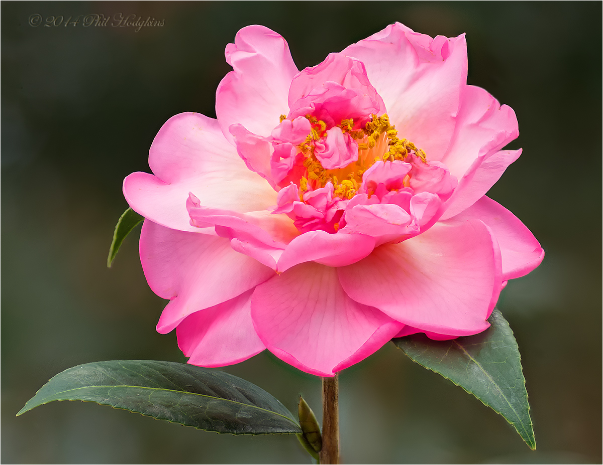 Surviving Camellia