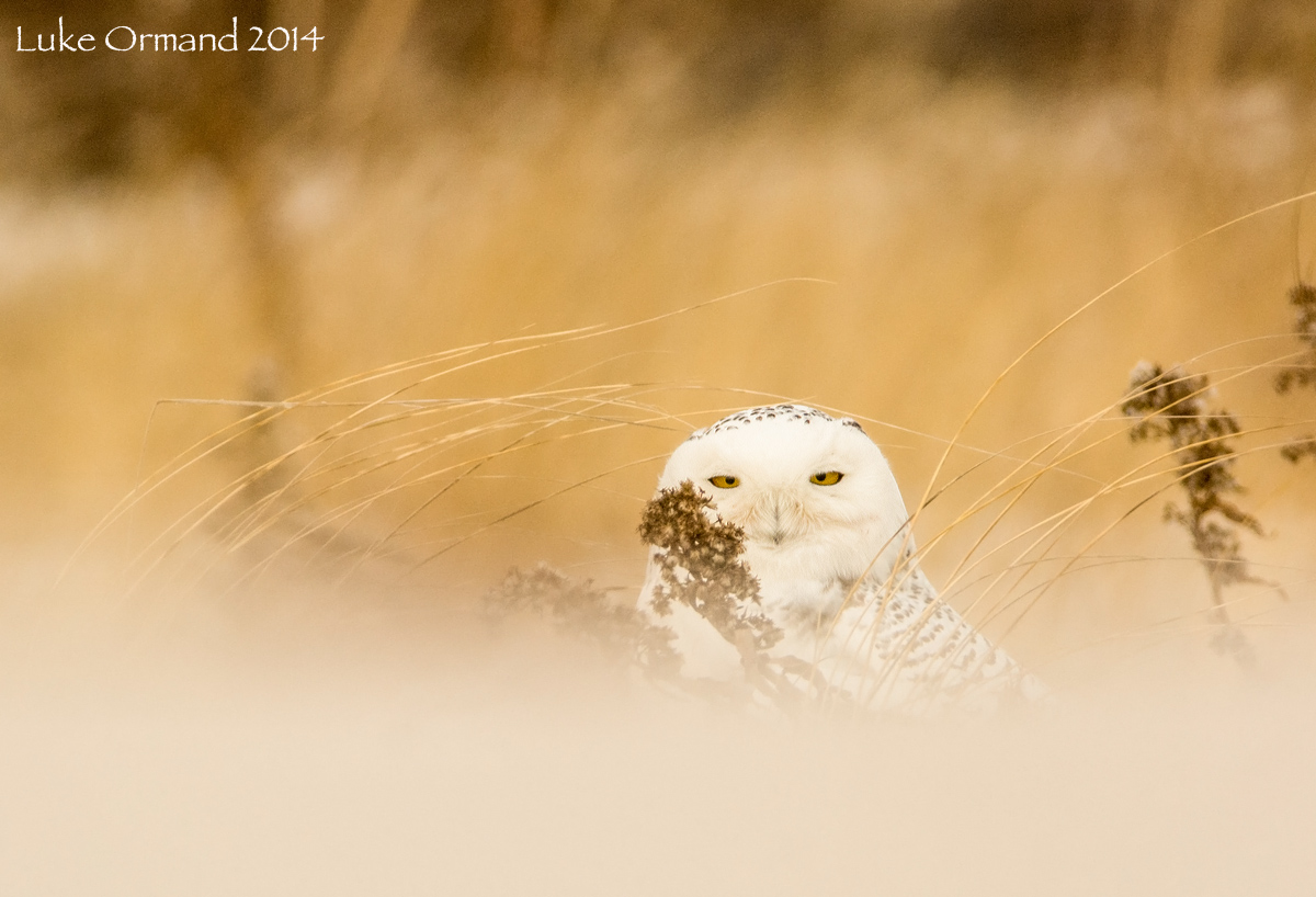 New Year's Owl