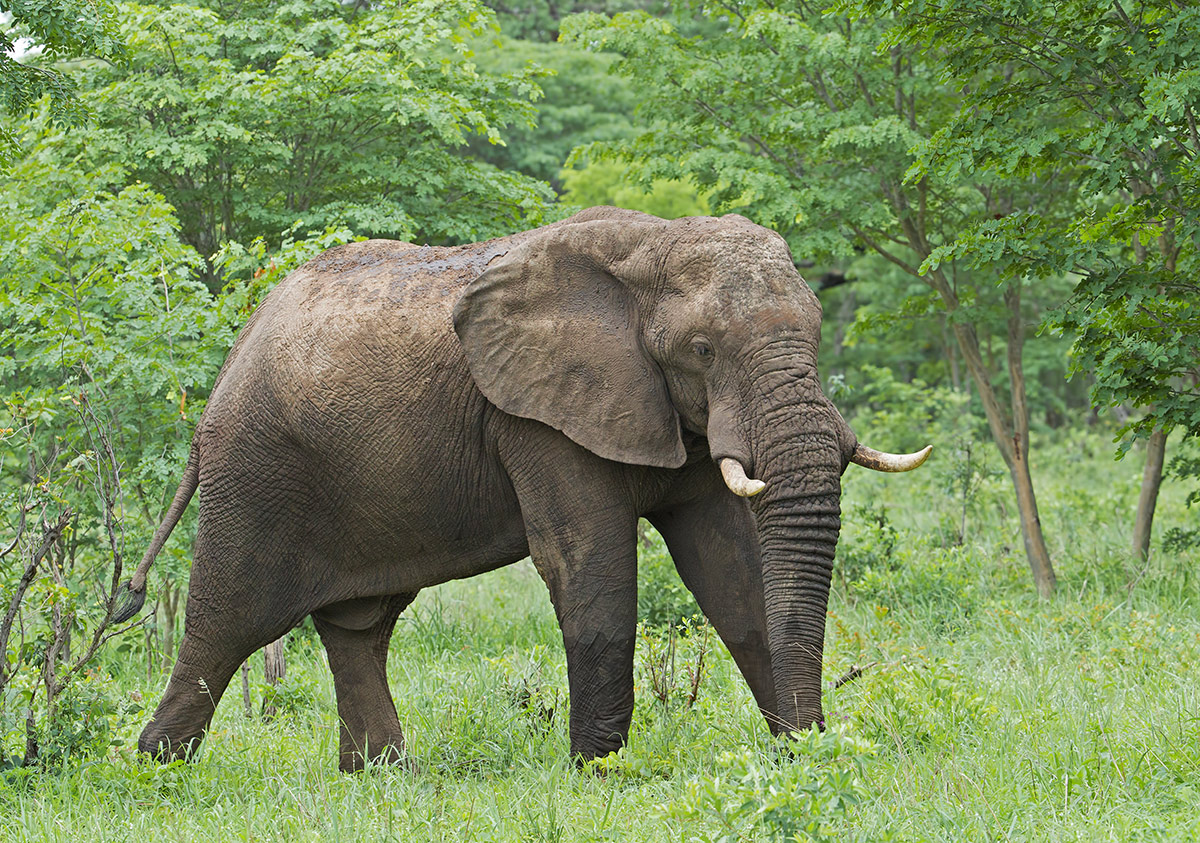 Jungle Elephant