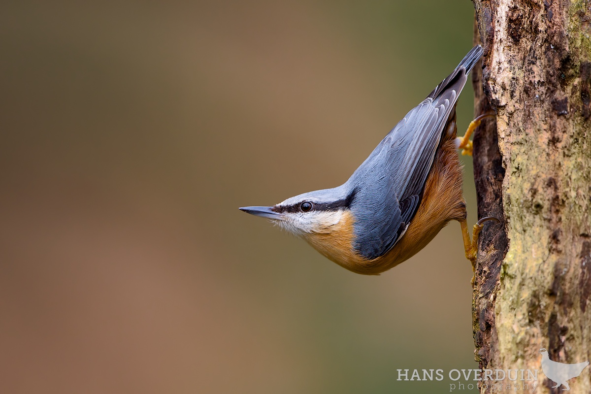 Typical Nuthatch