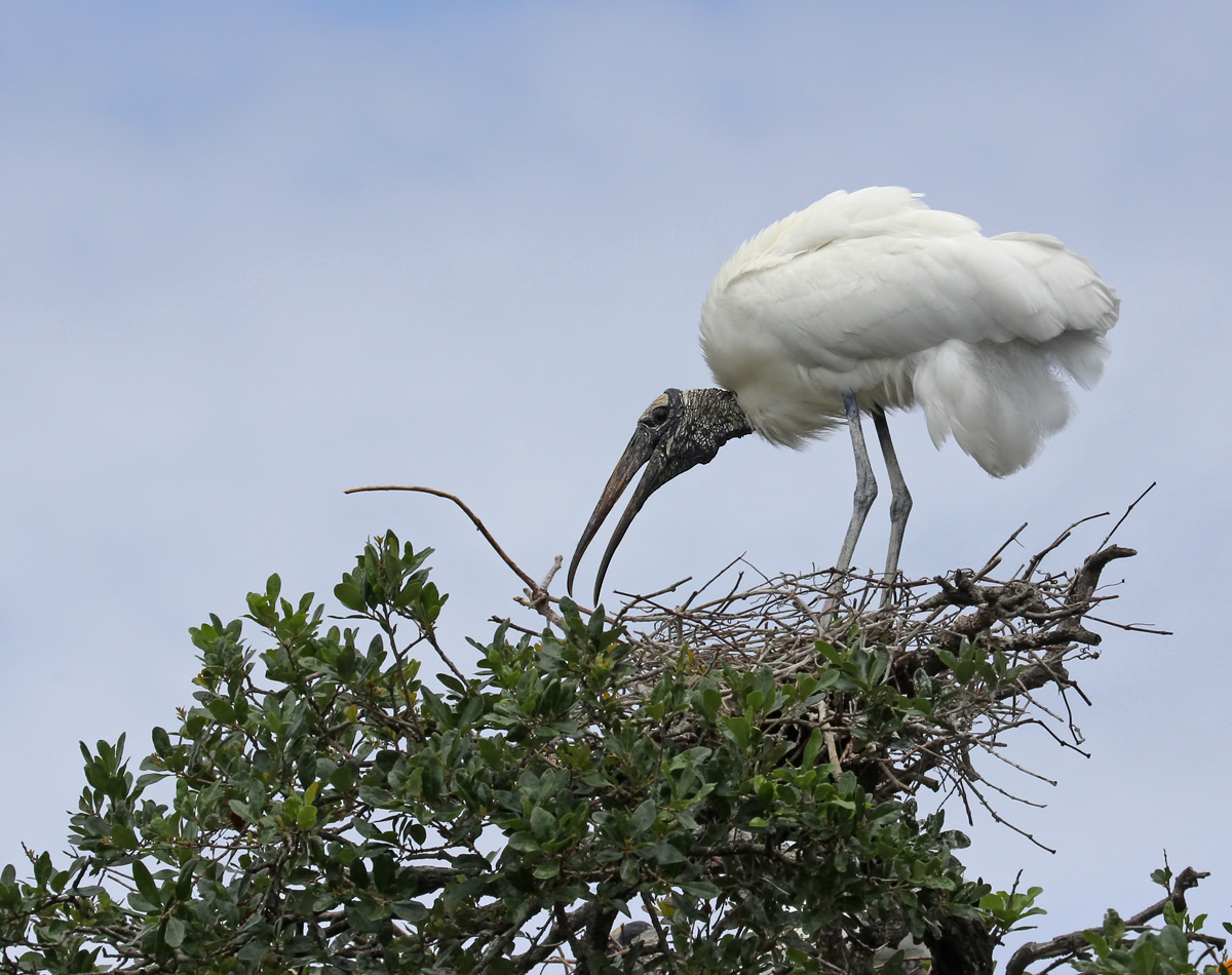 Wood Stork
